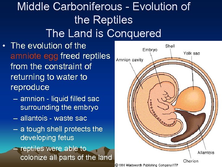 Middle Carboniferous - Evolution of the Reptiles The Land is Conquered • The evolution