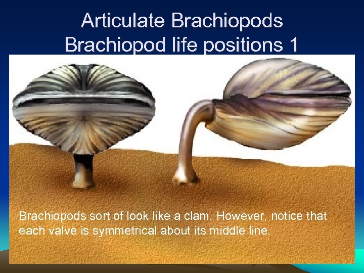 Articulate Brachiopods Brachiopod life positions 1 Brachiopods sort of look like a clam. However,