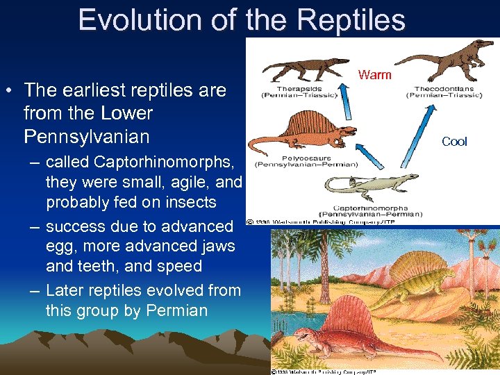 Evolution of the Reptiles • The earliest reptiles are from the Lower Pennsylvanian –