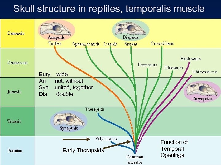 Skull structure in reptiles, temporalis muscle Eury wide An not, without Syn united, together