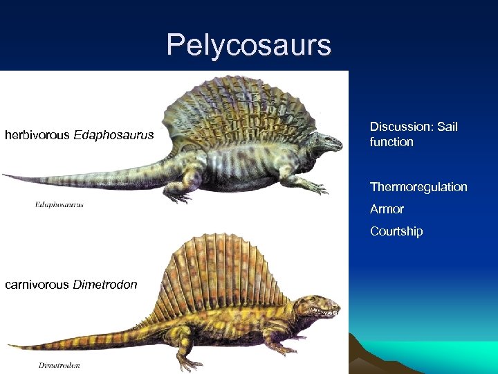 Pelycosaurs herbivorous Edaphosaurus Discussion: Sail function Thermoregulation Armor Courtship carnivorous Dimetrodon 