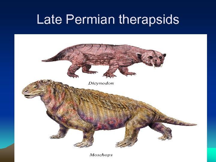 Late Permian therapsids 