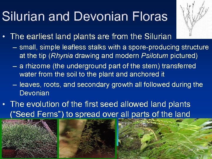 Silurian and Devonian Floras • The earliest land plants are from the Silurian earliest