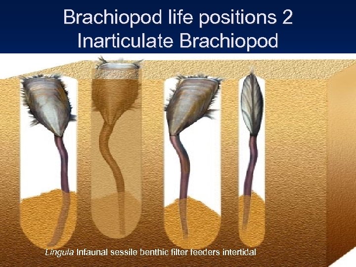 Brachiopod life positions 2 Inarticulate Brachiopod Lingula Infaunal sessile benthic filter feeders intertidal 