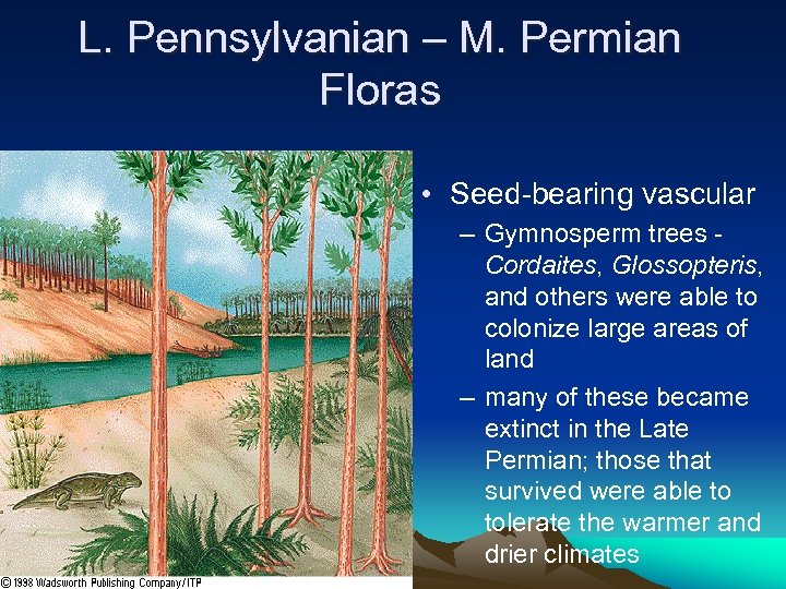 L. Pennsylvanian – M. Permian Floras • Seed-bearing vascular – Gymnosperm trees - Cordaites,