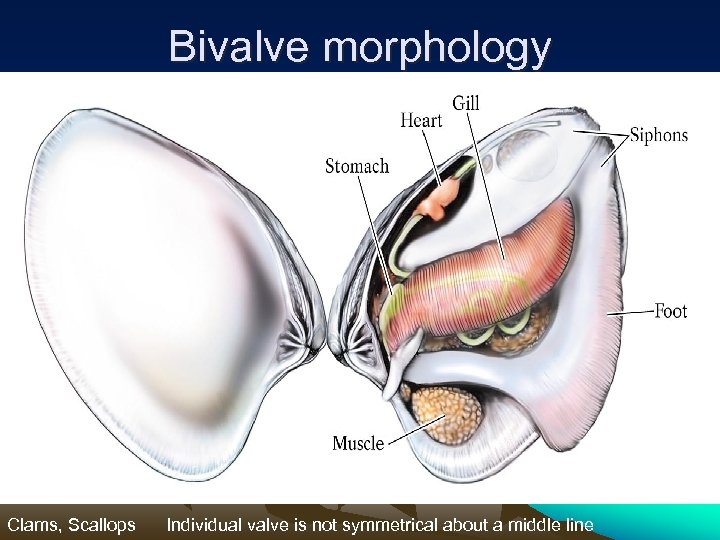 Bivalve morphology Clams, Scallops Individual valve is not symmetrical about a middle line 