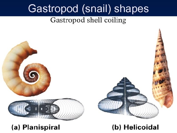 Gastropod (snail) shapes 