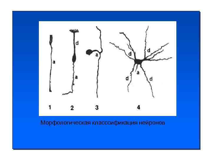 Морфологическая класссификация нейронов 