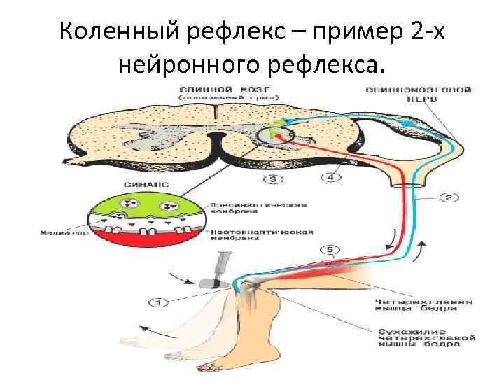 Коленный рефлекс – пример 2 -х нейронного рефлекса. 