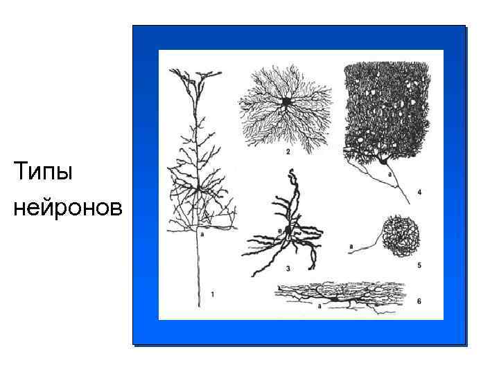 Типы нейронов 