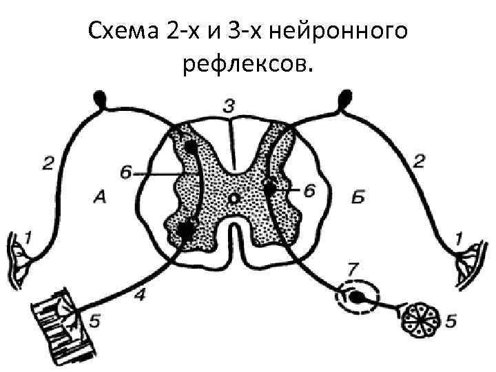 Схема 2 -х и 3 -х нейронного рефлексов. 