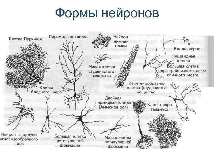 Отросток нервной клетки кроссворд