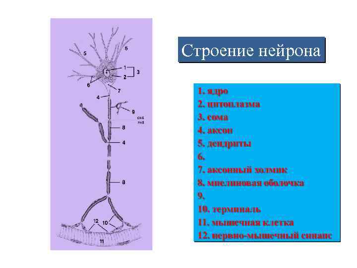 Строение нейрона 