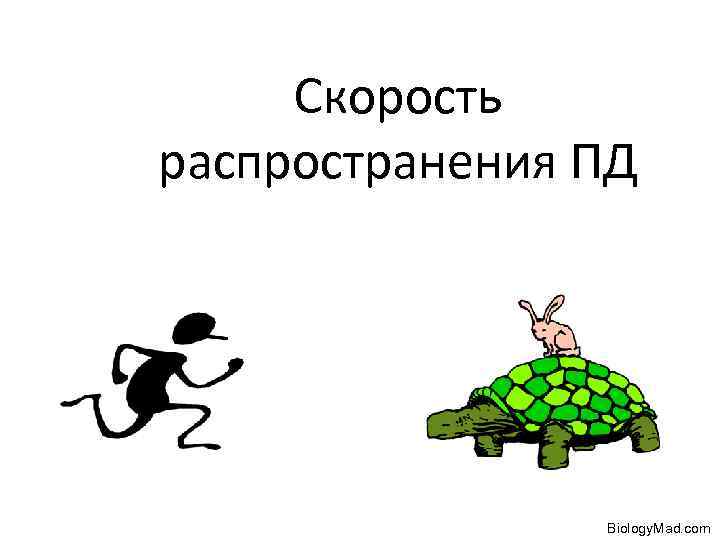 Скорость распространения ПД Biology. Mad. com 