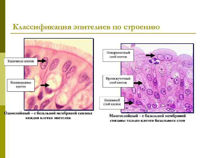 Классификация эпителиев по строению 