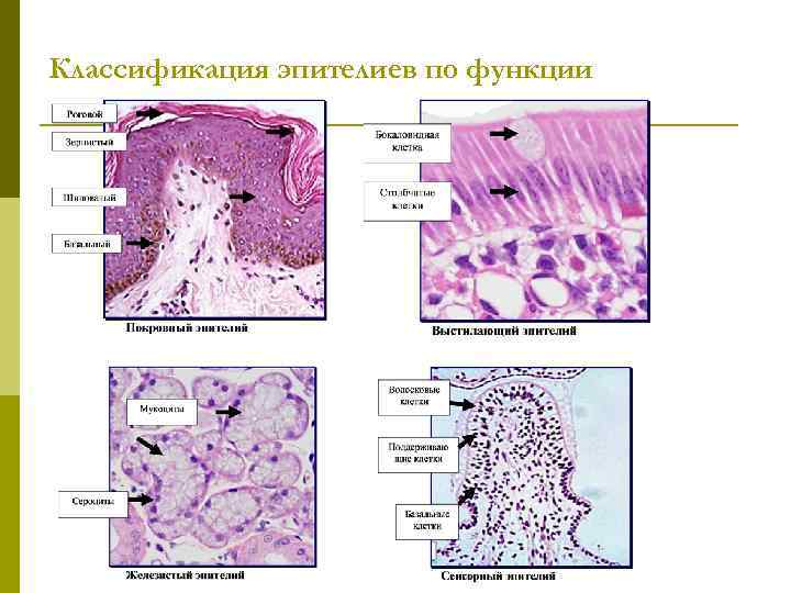 Классификация эпителиев по функции 