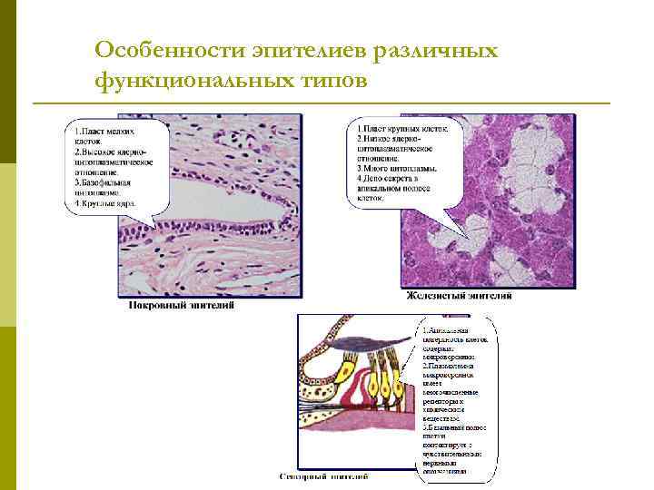 Особенности эпителиев различных функциональных типов 