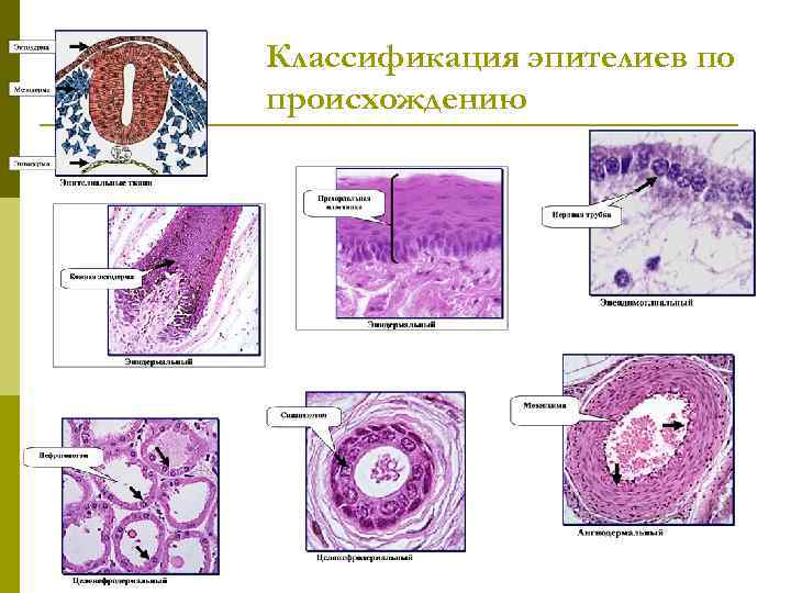 Классификация эпителиев по происхождению 