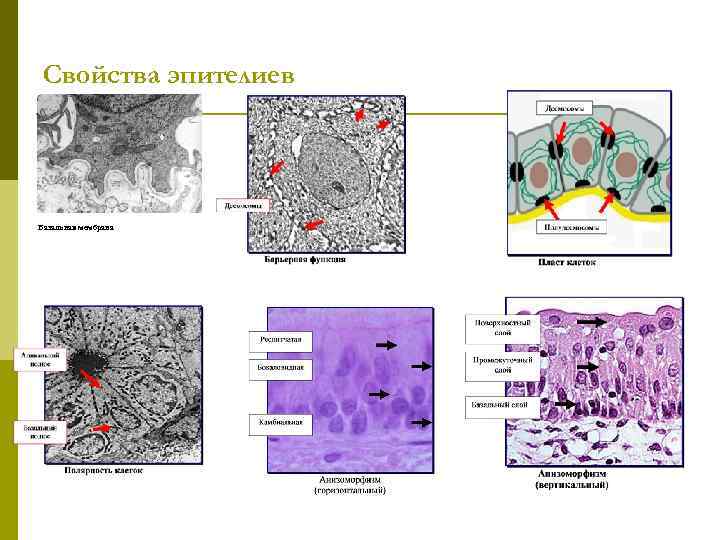 Свойства эпителиев Базальная мембрана 