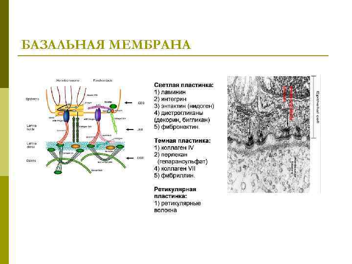 Базальная мембрана функции. Строение базальной мембраны гистология. Функции базальной мембраны эпителия. Строение базальной мембраны эпителия. Базальная мембрана гистология функции.