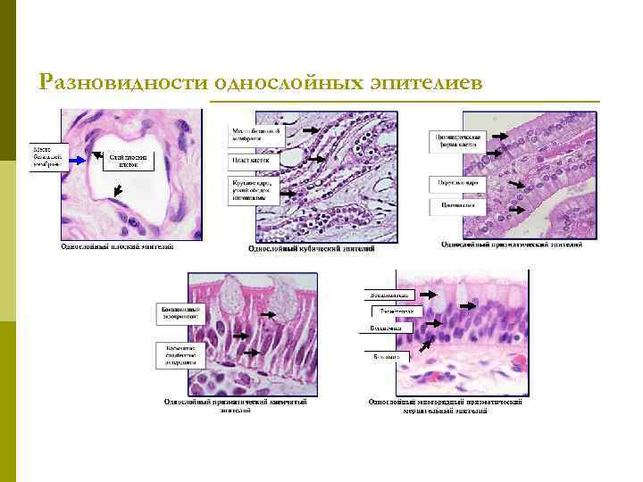 Разновидности однослойных эпителиев 