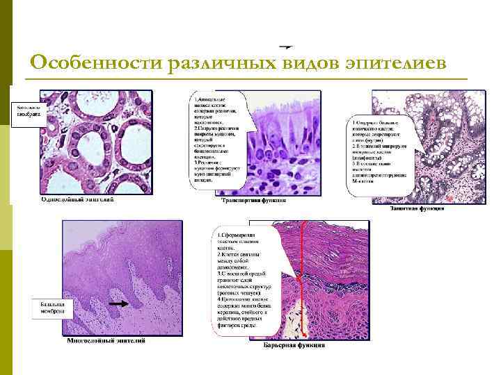 Особенности различных видов эпителиев 