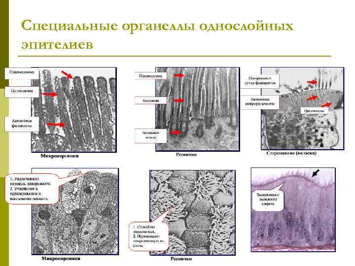 Специальные органеллы однослойных эпителиев 