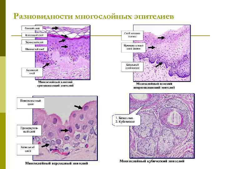 Эпителиальные ткани расположенные на его поверхности и в толще стенки