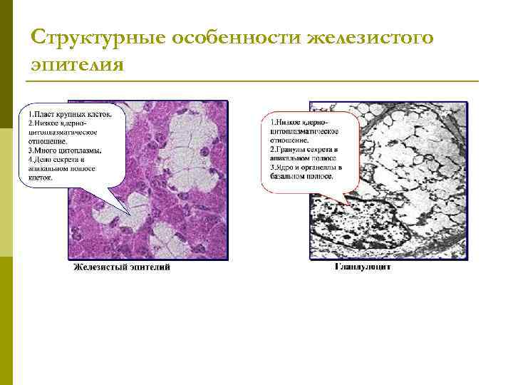 Структурные особенности железистого эпителия 