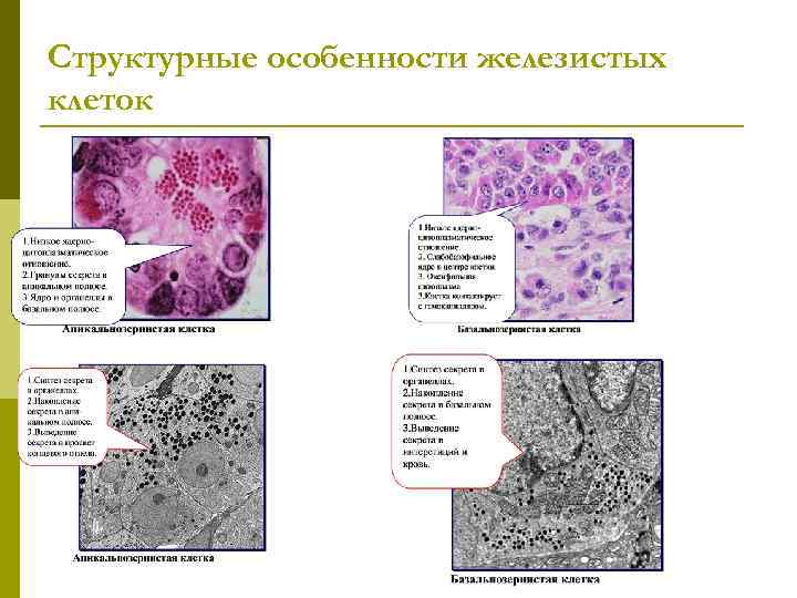 Структурные особенности железистых клеток 