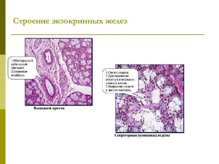 Строение экзокринных желез 