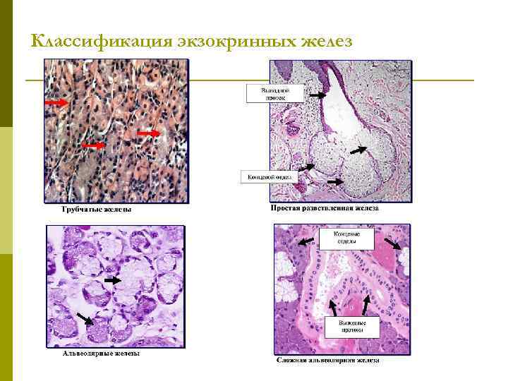 Классификация экзокринных желез 