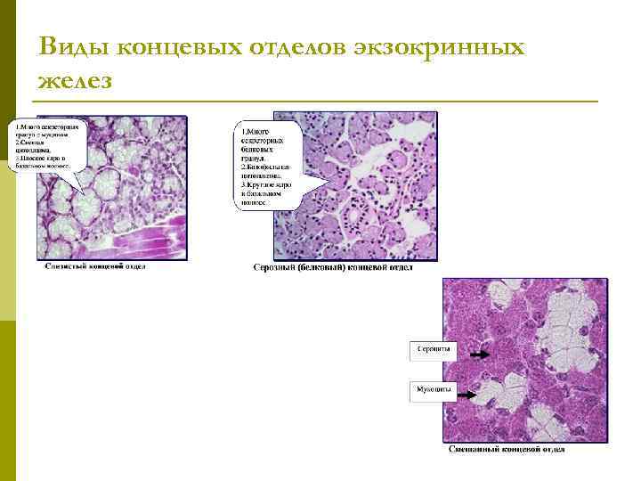 Виды концевых отделов экзокринных желез 