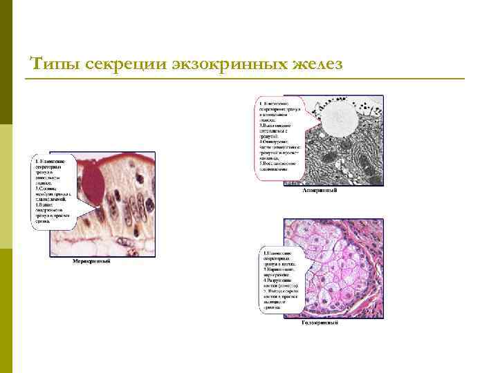 Типы секреции экзокринных желез 