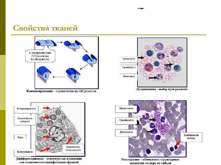 Свойства тканей 