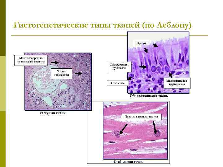 Гистогенетические типы тканей (по Леблону) 
