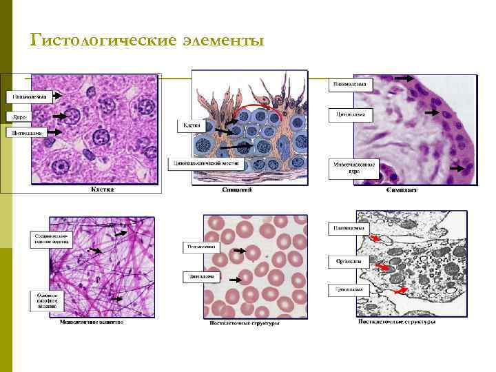 Гистологические элементы 