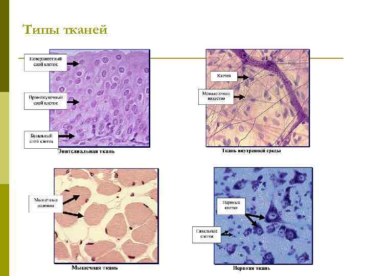 Типы тканей 