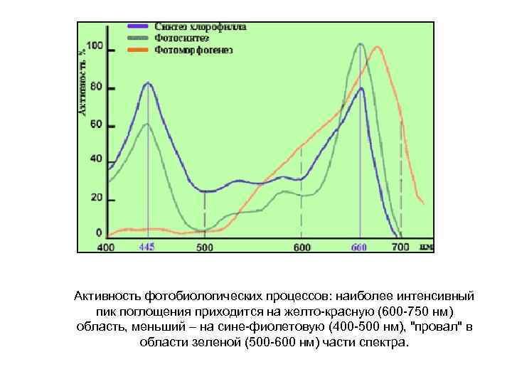 Активность фотобиологических процессов: наиболее интенсивный пик поглощения приходится на желто-красную (600 -750 нм) область,