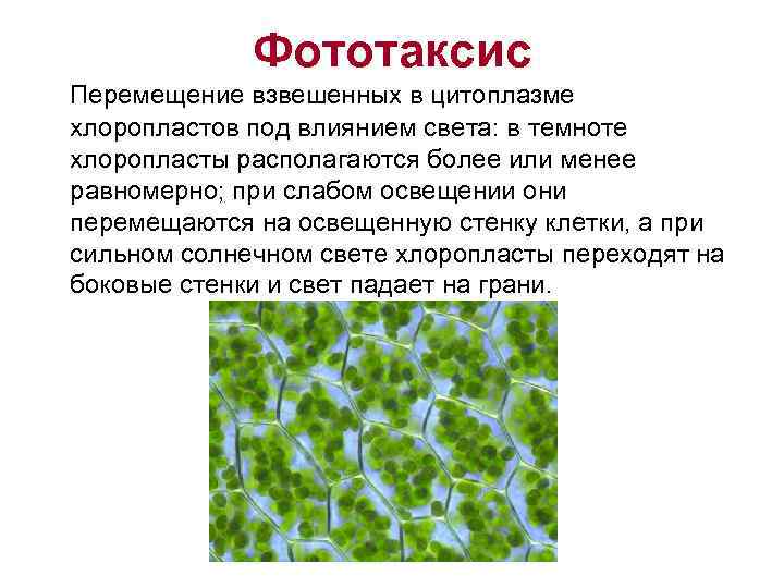 Фототаксис Перемещение взвешенных в цитоплазме хлоропластов под влиянием света: в темноте хлоропласты располагаются более