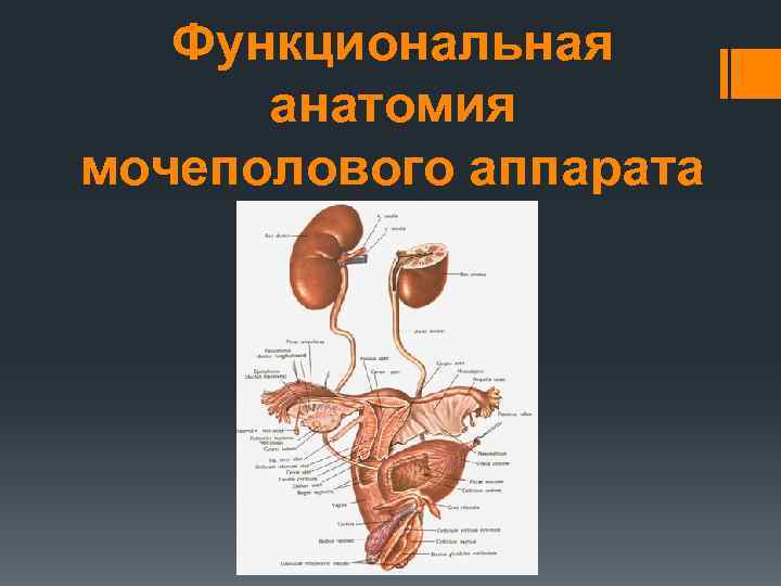 Строение мочевой системы у женщин схема