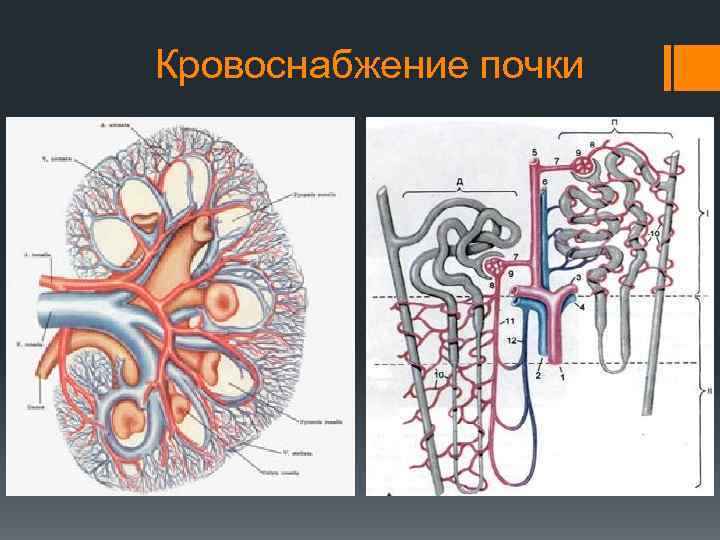 Кровоснабжение почки схема