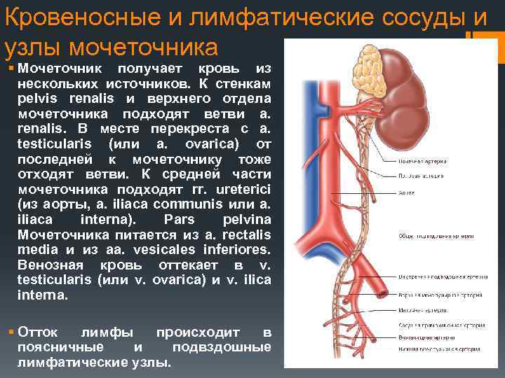 Почечные вены какая кровь. Почка артерия Вена мочеточник. Почечная артерия Вена мочеточник. Мочеточник кровоснабжение венозный отток. Пересечение мочеточника с сосудами.