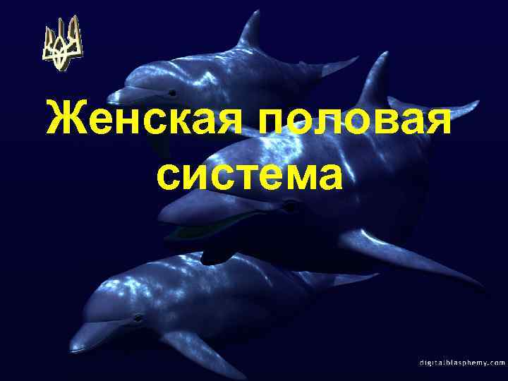 Женская половая система 