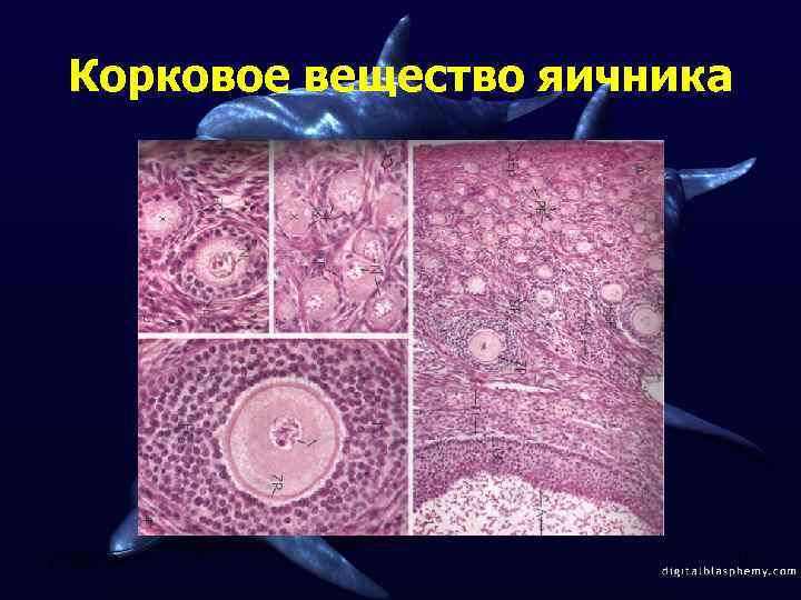 Корковое вещество яичника 2/12/2018 10 