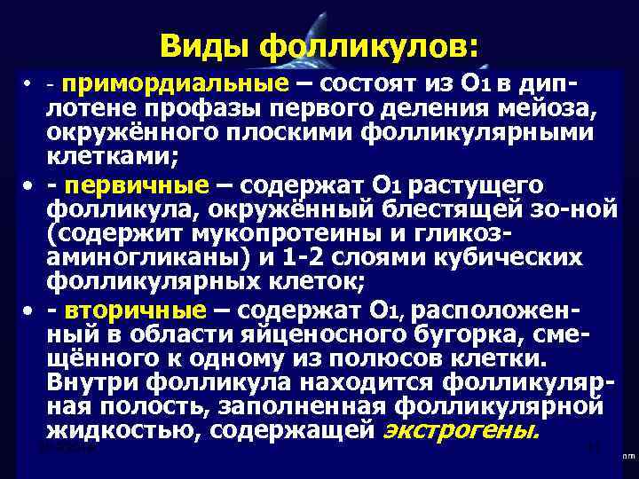 Виды фолликулов: • - примордиальные – состоят из О 1 в диплотене профазы первого
