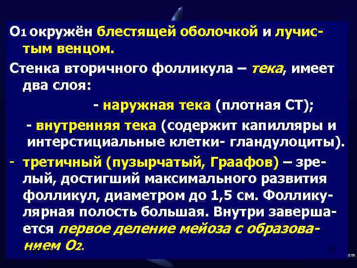 О 1 окружён блестящей оболочкой и лучистым венцом. Стенка вторичного фолликула – тека, имеет