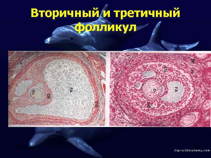 Вторичный и третичный фолликул 2/12/2018 13 