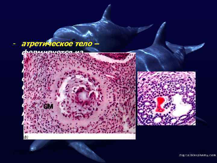 - атретическое тело – формируется из фолликулов, которые подверглись обратному развитию. Содержит блестящую оболочку