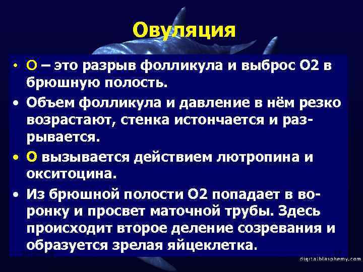 Овуляция • О – это разрыв фолликула и выброс О 2 в брюшную полость.